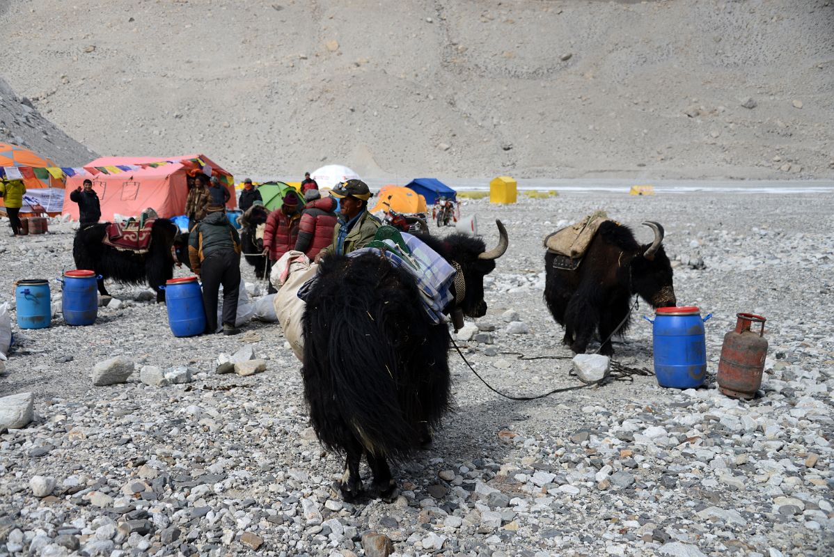 01 Loading The Yaks At Base Camp Before Starting The Trek To Mount Everest North Face Intermediate Camp In Tibet